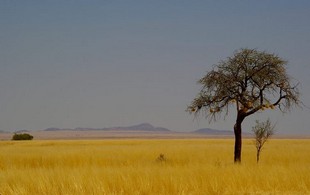 460 Namibia Okt 2006 .JPG